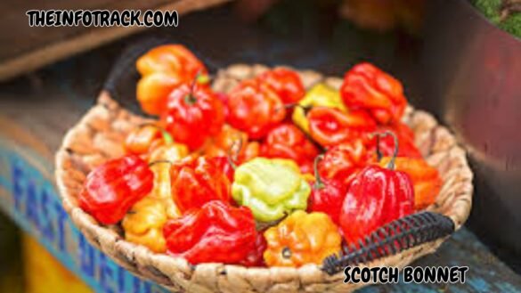 Scotch Bonnet