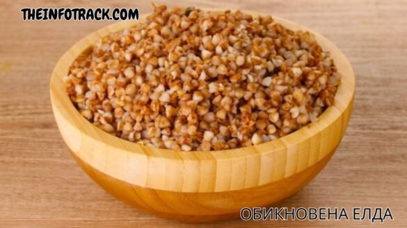 Обикновена Eлда