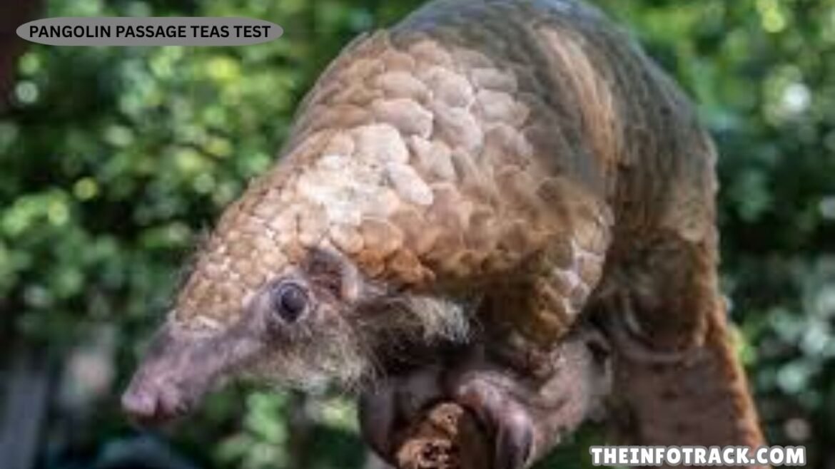 Pangolin Passage TEAS Test
